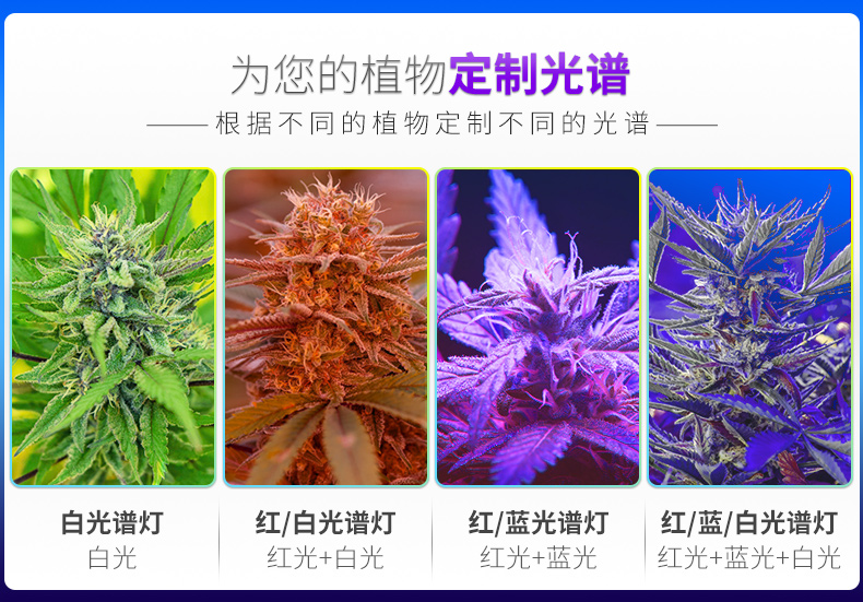 全光谱LED植物灯 家庭园艺 植物工厂大麻专用灯