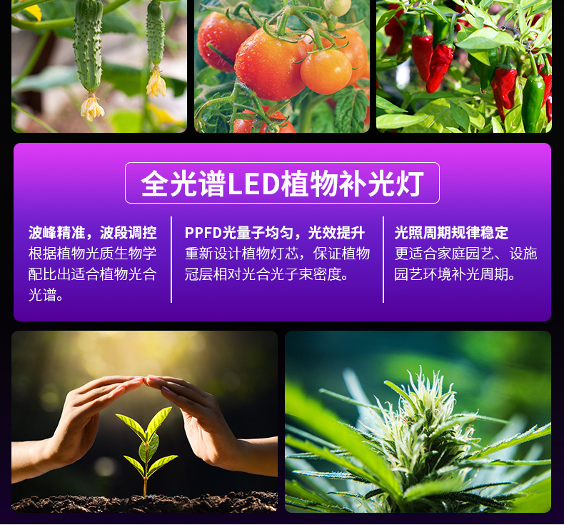 全光谱LED植物灯 家庭园艺 植物工厂大麻专用灯