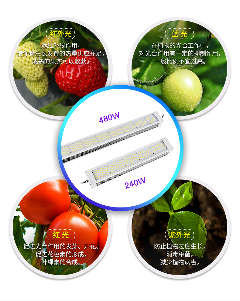 全光谱LED植物灯 家庭园艺 植物工厂大麻专用灯