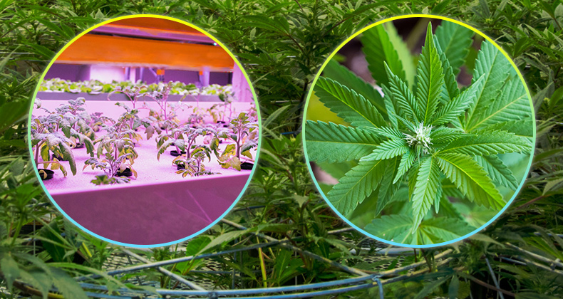 全光谱LED植物灯 家庭园艺 植物工厂大麻专用灯